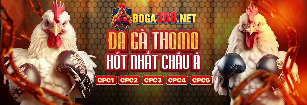 Hình ảnh đá gà thomo trực tiếp sôi động, minh họa chiến lược cá cược